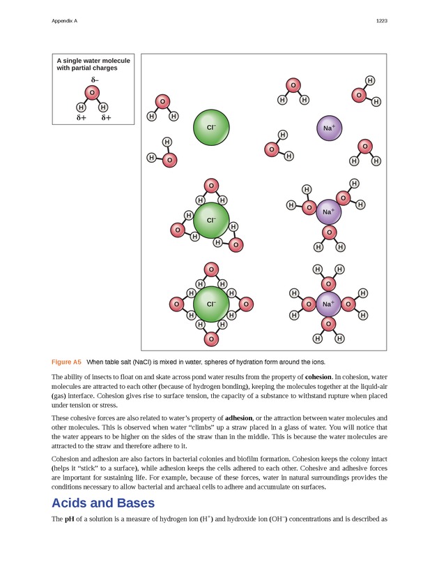 Microbiology - 
