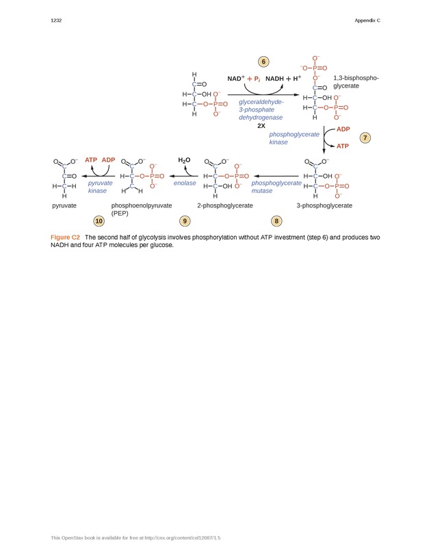 Microbiology - 