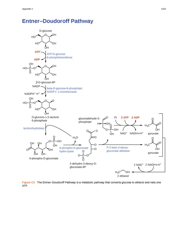 Microbiology - 