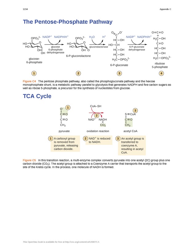 Microbiology - 