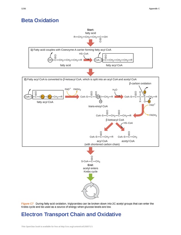 Microbiology - 
