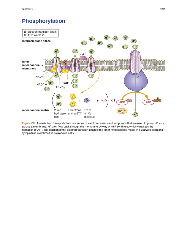 Microbiology - 