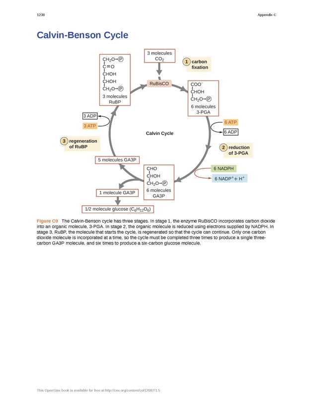 Microbiology - 
