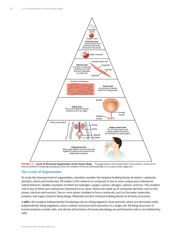 Anatomy and Physiology 2e - New Page