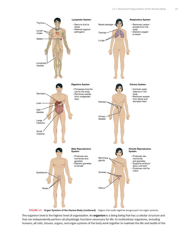 Anatomy and Physiology 2e - New Page