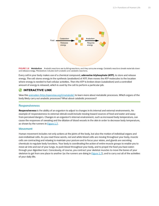 Anatomy and Physiology 2e - New Page