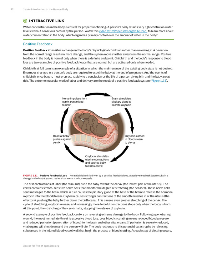 Anatomy and Physiology 2e - New Page
