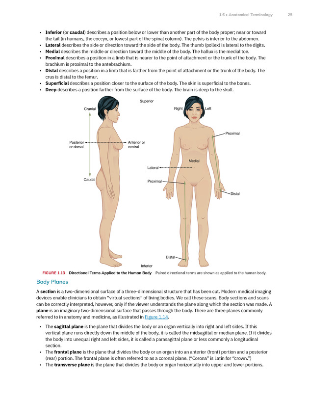 Anatomy and Physiology 2e - New Page