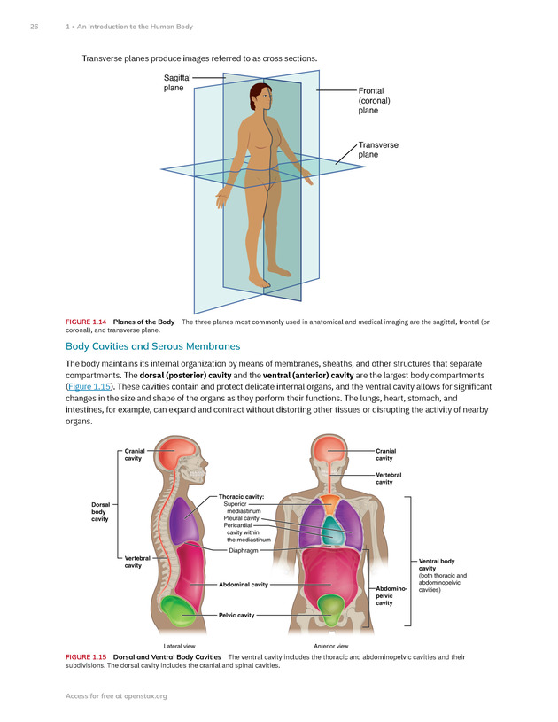 Anatomy and Physiology 2e - New Page