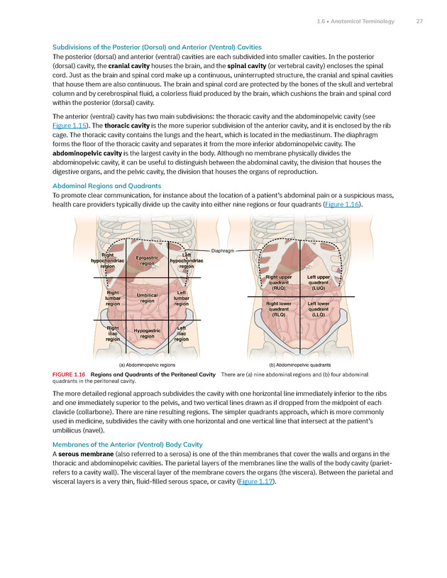 Anatomy and Physiology 2e - New Page