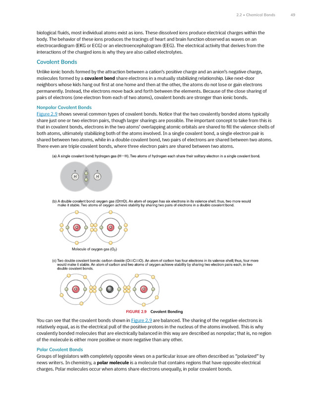 Anatomy and Physiology 2e - New Page