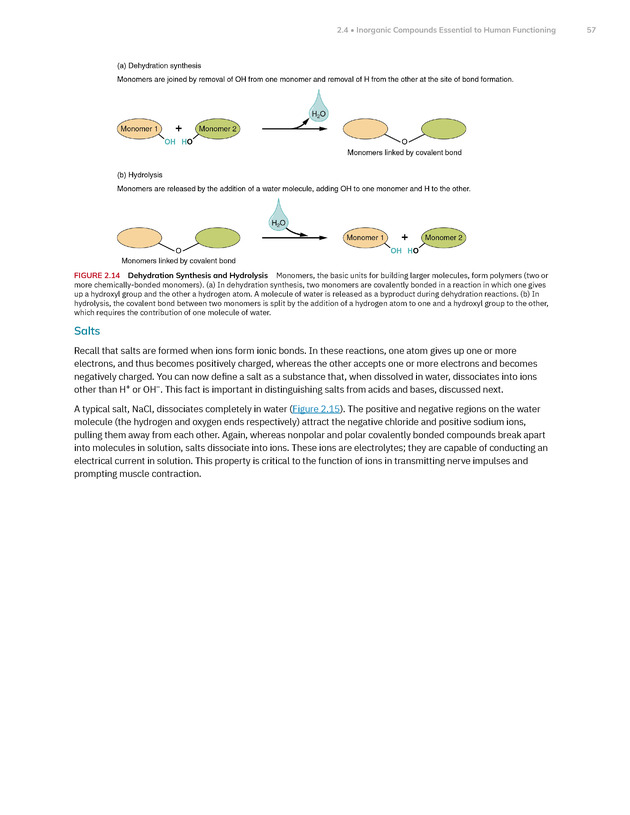 Anatomy and Physiology 2e - New Page