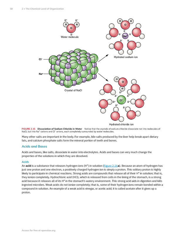 Anatomy and Physiology 2e - New Page