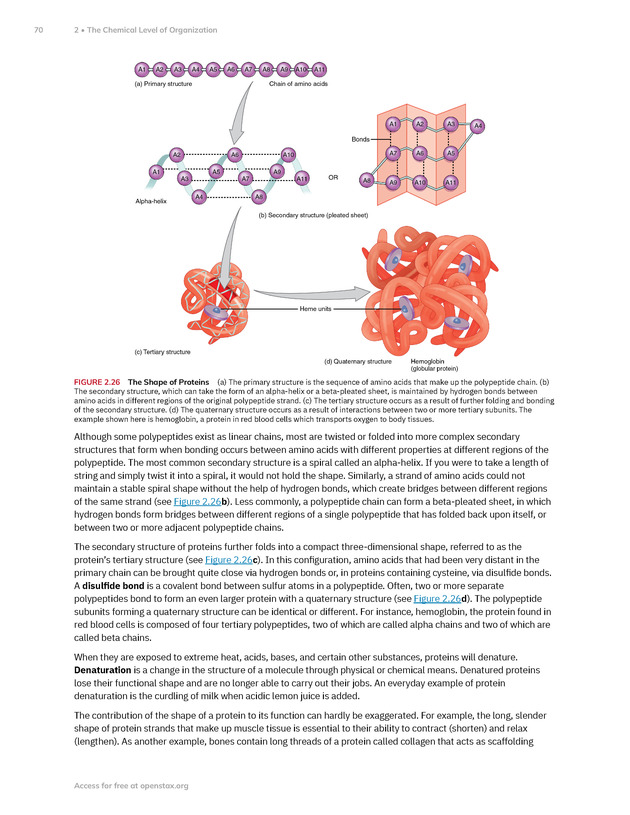 Anatomy and Physiology 2e - New Page