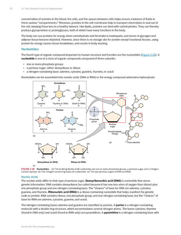 Anatomy and Physiology 2e - New Page