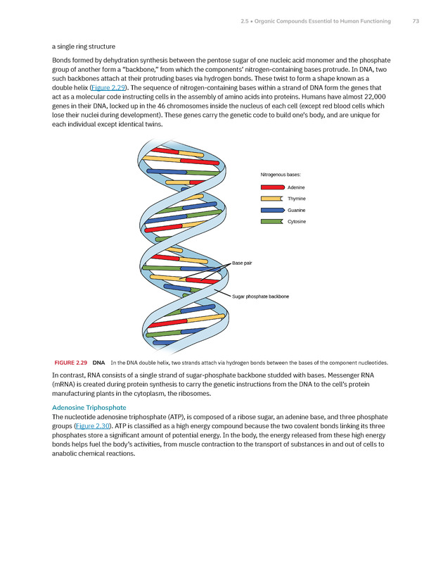 Anatomy and Physiology 2e - New Page