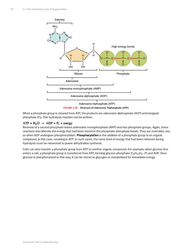 Anatomy and Physiology 2e - New Page