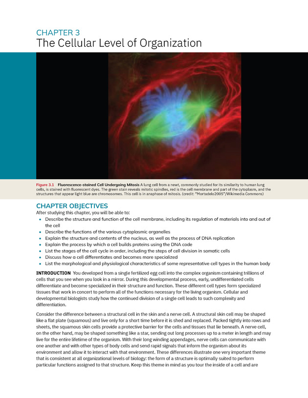 Anatomy and Physiology 2e - New Page
