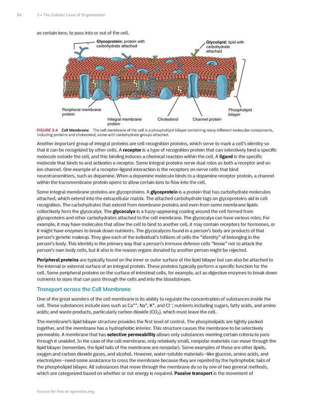 Anatomy and Physiology 2e - New Page