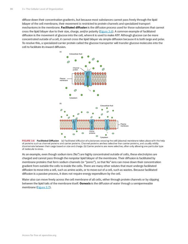 Anatomy and Physiology 2e - New Page