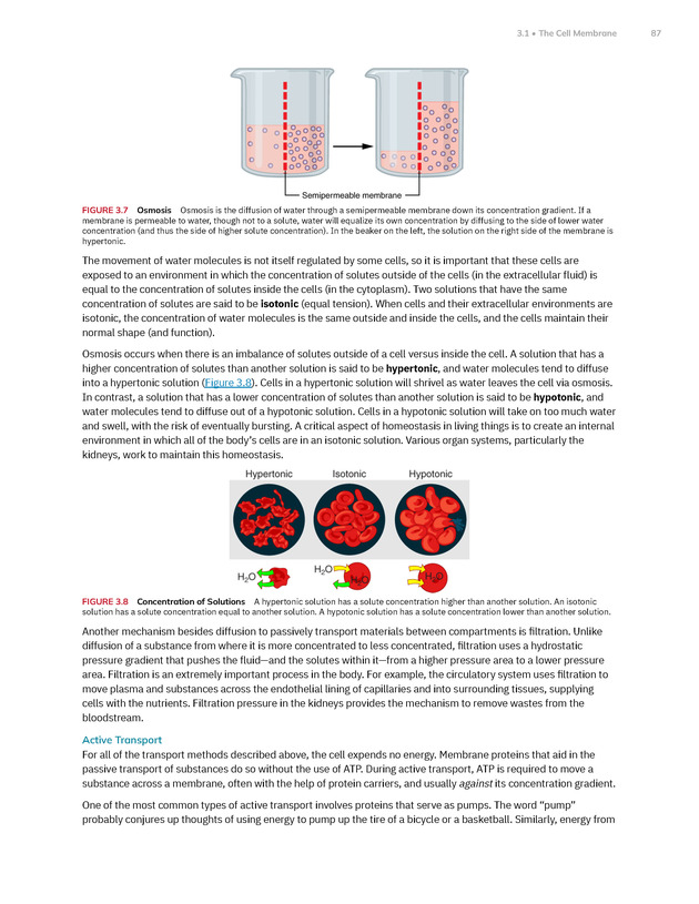 Anatomy and Physiology 2e - New Page