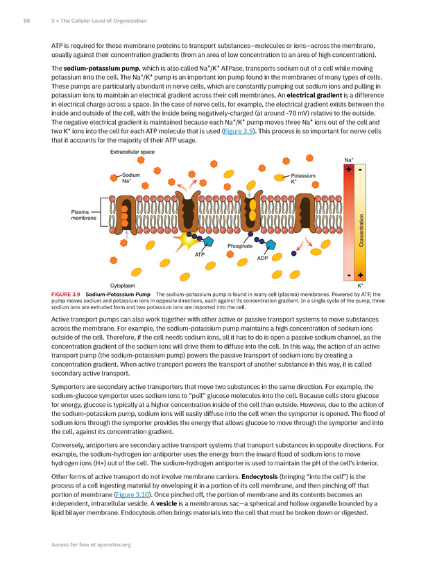 Anatomy and Physiology 2e - New Page