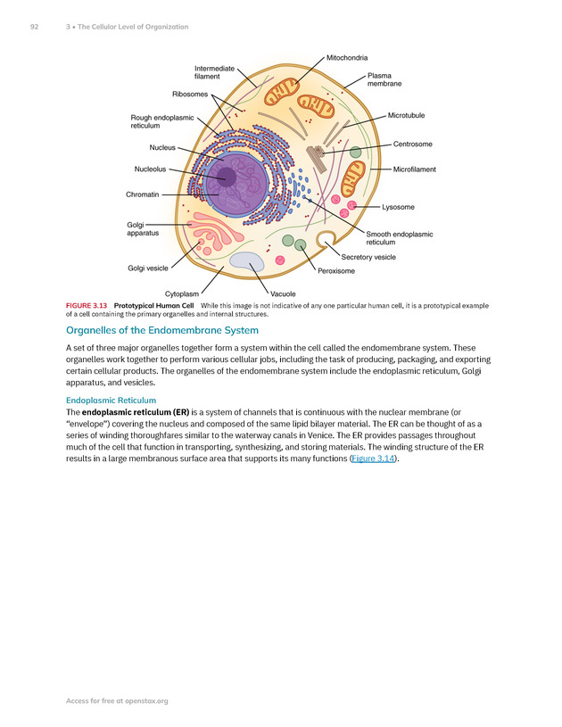 Anatomy and Physiology 2e - New Page
