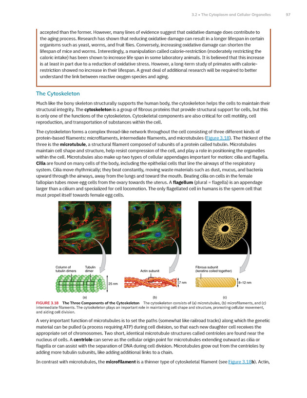 Anatomy and Physiology 2e - New Page