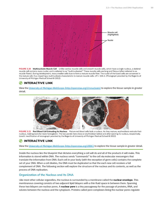 Anatomy and Physiology 2e - New Page
