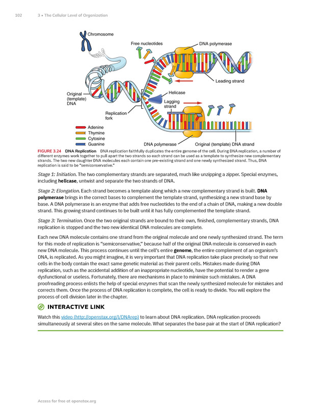 Anatomy and Physiology 2e - New Page