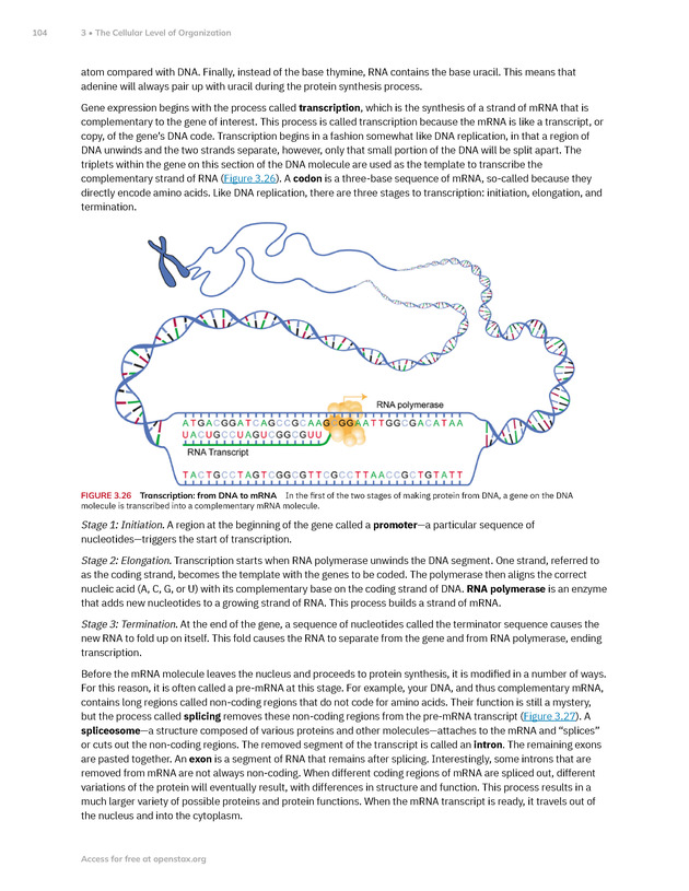 Anatomy and Physiology 2e - New Page
