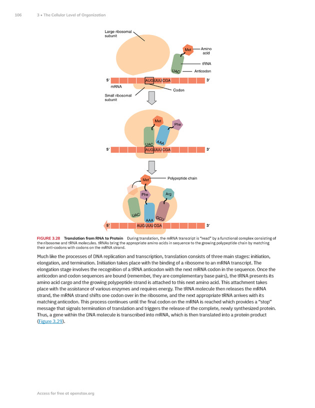 Anatomy and Physiology 2e - New Page