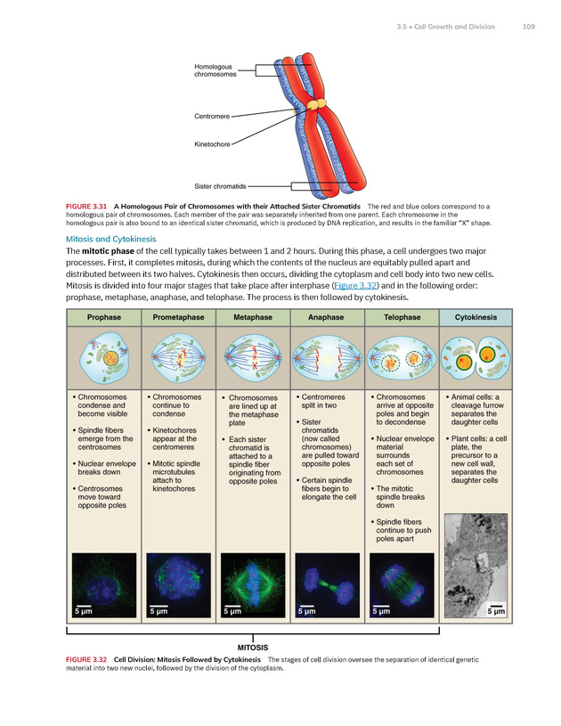 Anatomy and Physiology 2e - New Page