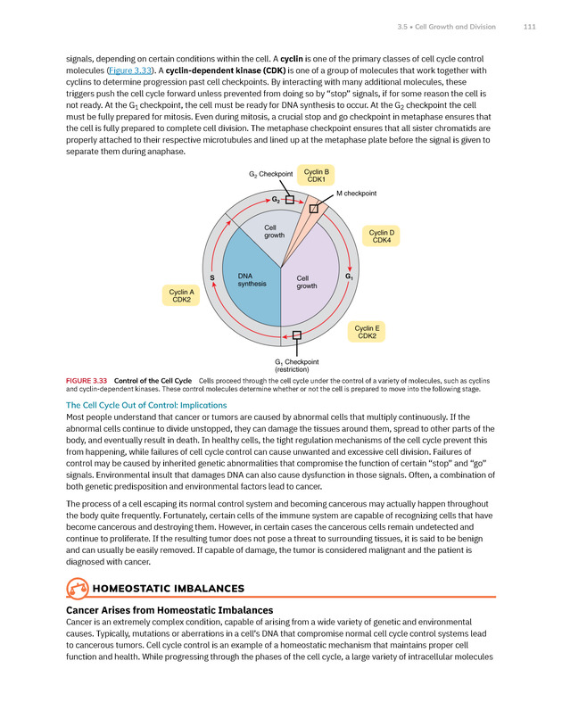Anatomy and Physiology 2e - New Page