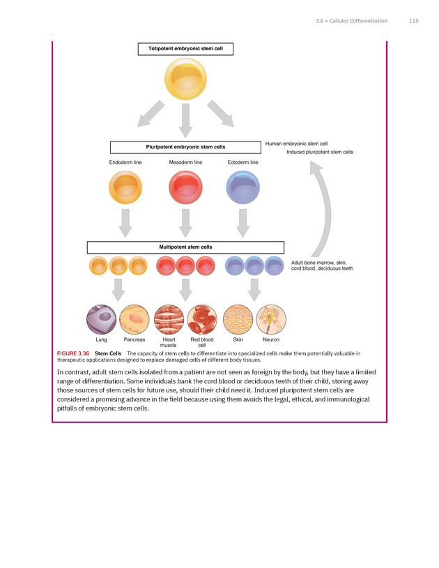 Anatomy and Physiology 2e - New Page