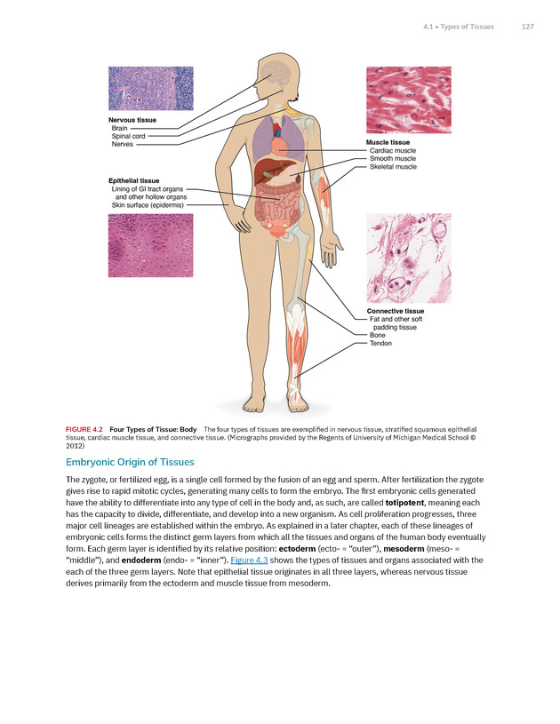 Anatomy and Physiology 2e - New Page