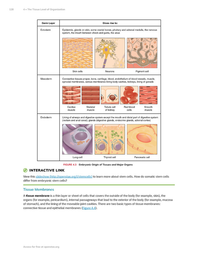 Anatomy and Physiology 2e - New Page
