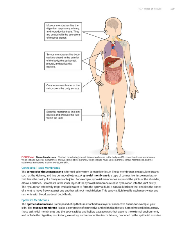 Anatomy and Physiology 2e - New Page