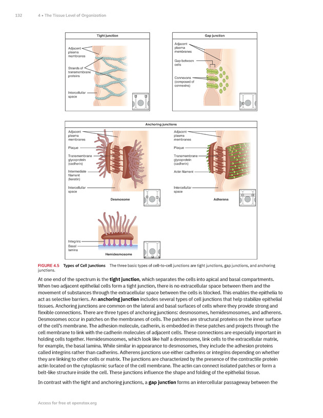 Anatomy and Physiology 2e - New Page