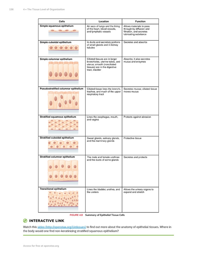 Anatomy and Physiology 2e - New Page