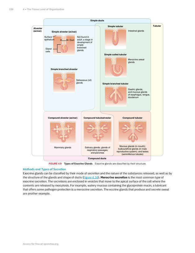 Anatomy and Physiology 2e - New Page