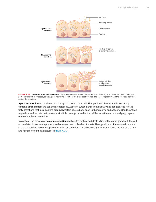 Anatomy and Physiology 2e - New Page