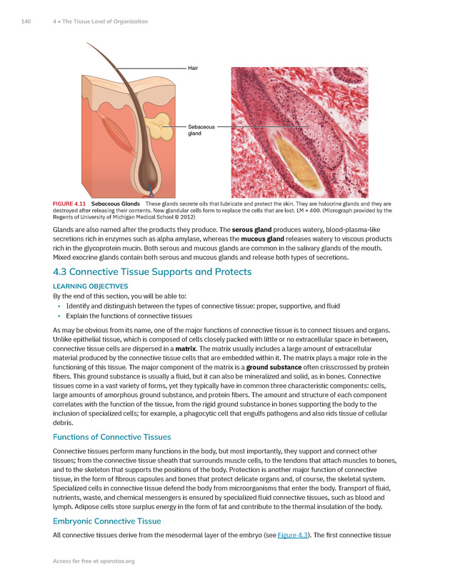 Anatomy and Physiology 2e - New Page