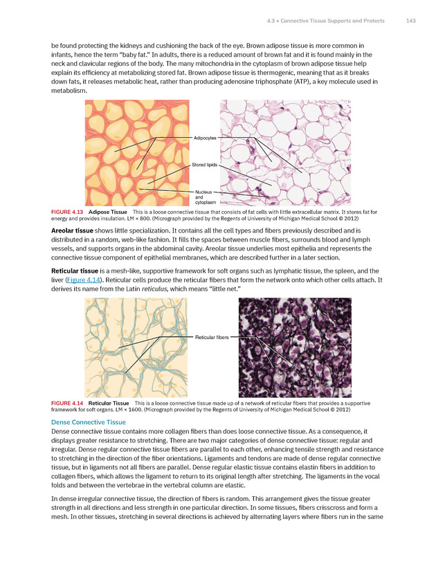 Anatomy and Physiology 2e - New Page