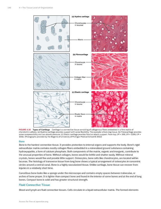Anatomy and Physiology 2e - New Page