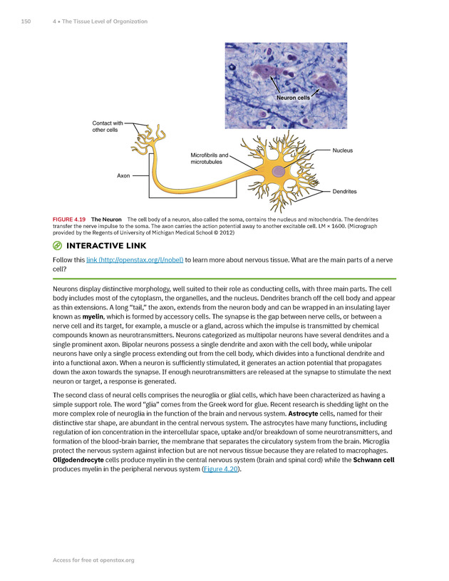 Anatomy and Physiology 2e - New Page