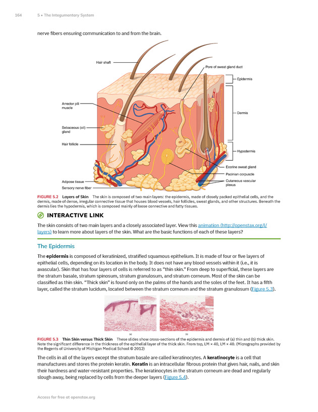 Anatomy and Physiology 2e - New Page
