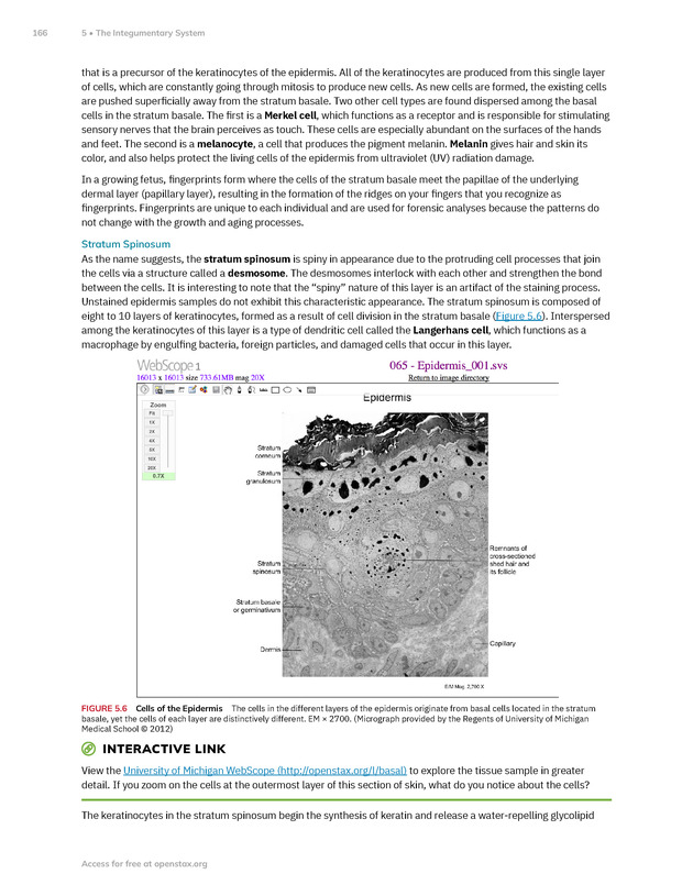 Anatomy and Physiology 2e - New Page