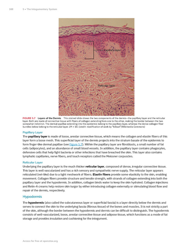 Anatomy and Physiology 2e - New Page