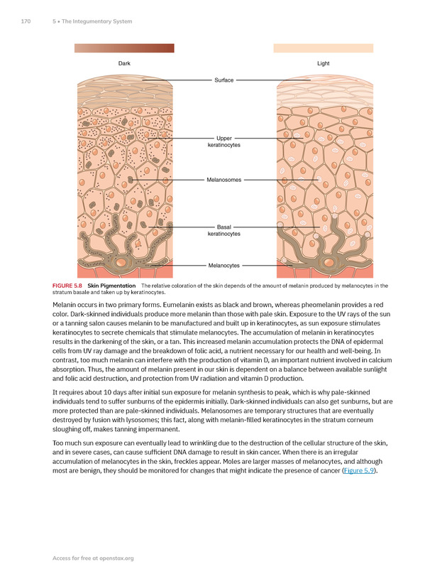 Anatomy and Physiology 2e - New Page